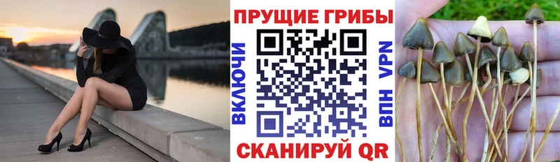 Псилоцибиновые грибы Psilocybine cubensis  Черемхово 
